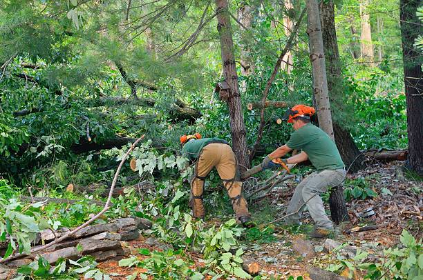 The Steps Involved in Our Tree Care Process in Clayton, NM